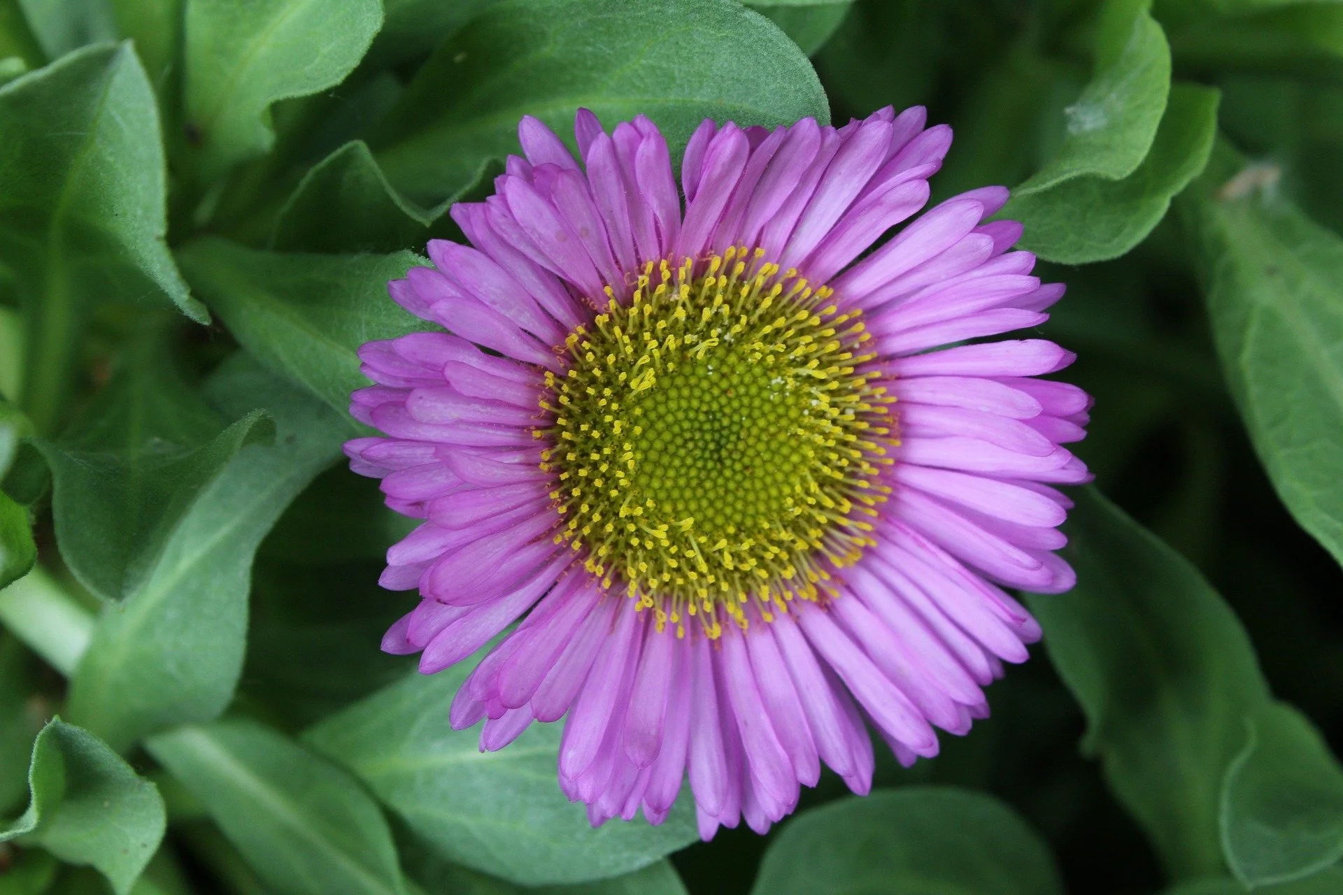 fleabane daisy — decker rd. seeds | Start Your Garden Today – Shop
